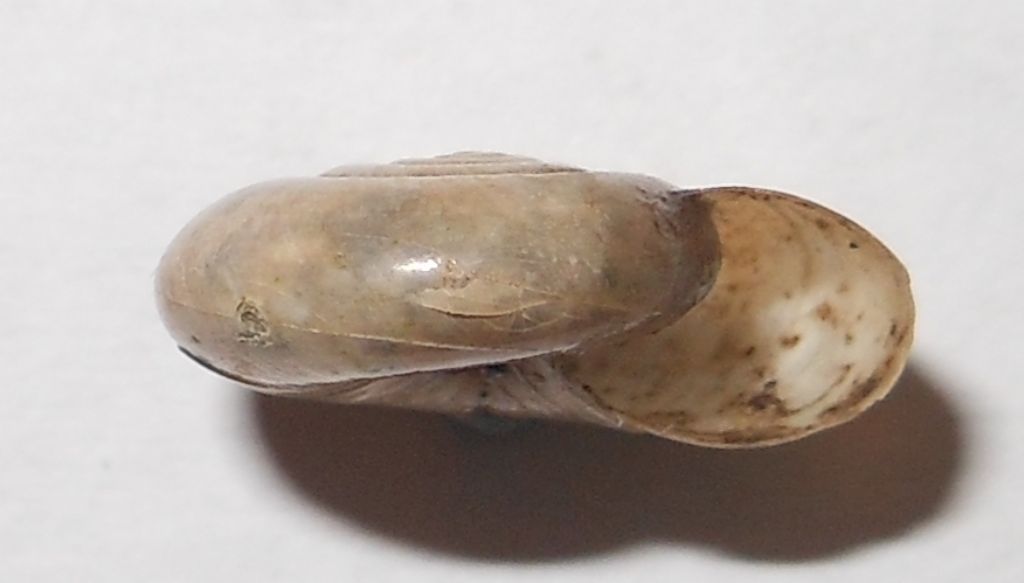 Oxychilus sp.